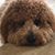 Tracey Rucinski's profile image