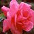 Debra Hansen's profile image