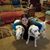 Savannah Williams's profile image