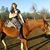 Aranda Bowman's profile image
