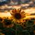 Jennifer Knouf's profile image