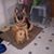 Linda Schmitz Schallock's profile image