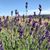 Sheri L. Anthony's profile image