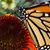 Lorraine Sciulli's profile image