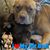 Eric Scott Pisiewski's profile image