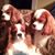 Denise Newlon's profile image