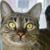 Sharon Vigotty Jones's profile image