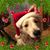 Robert Ellingen's profile image