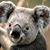 Bitoo Pa's profile image