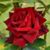 JoAnne Sedillo's profile image