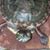 Angel Woodyard's profile image