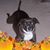 Dawn Blythe Dulle's profile image