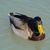 Duck Pride's profile image