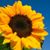 Irami Rojas's profile image