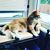 Tracie M Zamiska's profile image