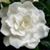 Donna Jean Auger's profile image