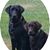 Dave Shaffer's profile image