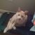 Coy Cats's profile image