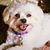 Tede Bear's profile image