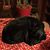 Lisa Schaefer Bledsoe's profile image