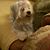 Cheryl Saint Sepulveda's profile image