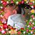 Jeanette Justo's profile image