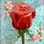 Teresa Coghlan ODonnell's profile image
