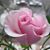 Sue Arnesen's profile image
