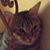 Maureen Palladino's profile image