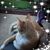Whalen D Thao T's profile image