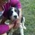 Ginger Hensley's profile image