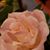 Deb Chase McDonald's profile image