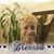 Pat Mariweather Davis's profile image
