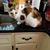 Stephanie Williams's profile image
