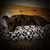 Nikki Dolback's profile image