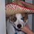 Dallas James's profile image