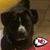 Jeffery Holstein's profile image