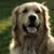 Judy Gordon-Felsing's profile image