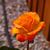 Nancy Olsen Potter's profile image