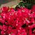 Doris Battaglia Peirce's profile image