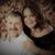 Fernanda Botelho Aguiar's profile image