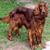 Deb Altizer's profile image