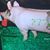 Etha Pinson's profile image