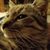 Lou Anne Reynolds Kramer's profile image