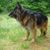 Carol Archibald's profile image