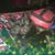 Trish Woodard's profile image