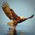 Linda Johnson's profile image