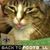 Red Llyan's profile image