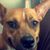 Carrie Wendt Ruppe's profile image