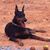 Carrie Yarbrough Rebeiz's profile image